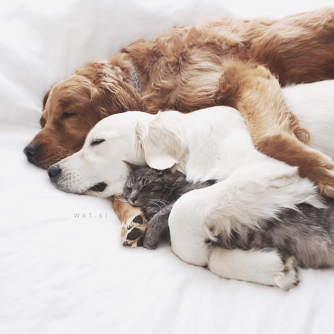 Кошки и собаки