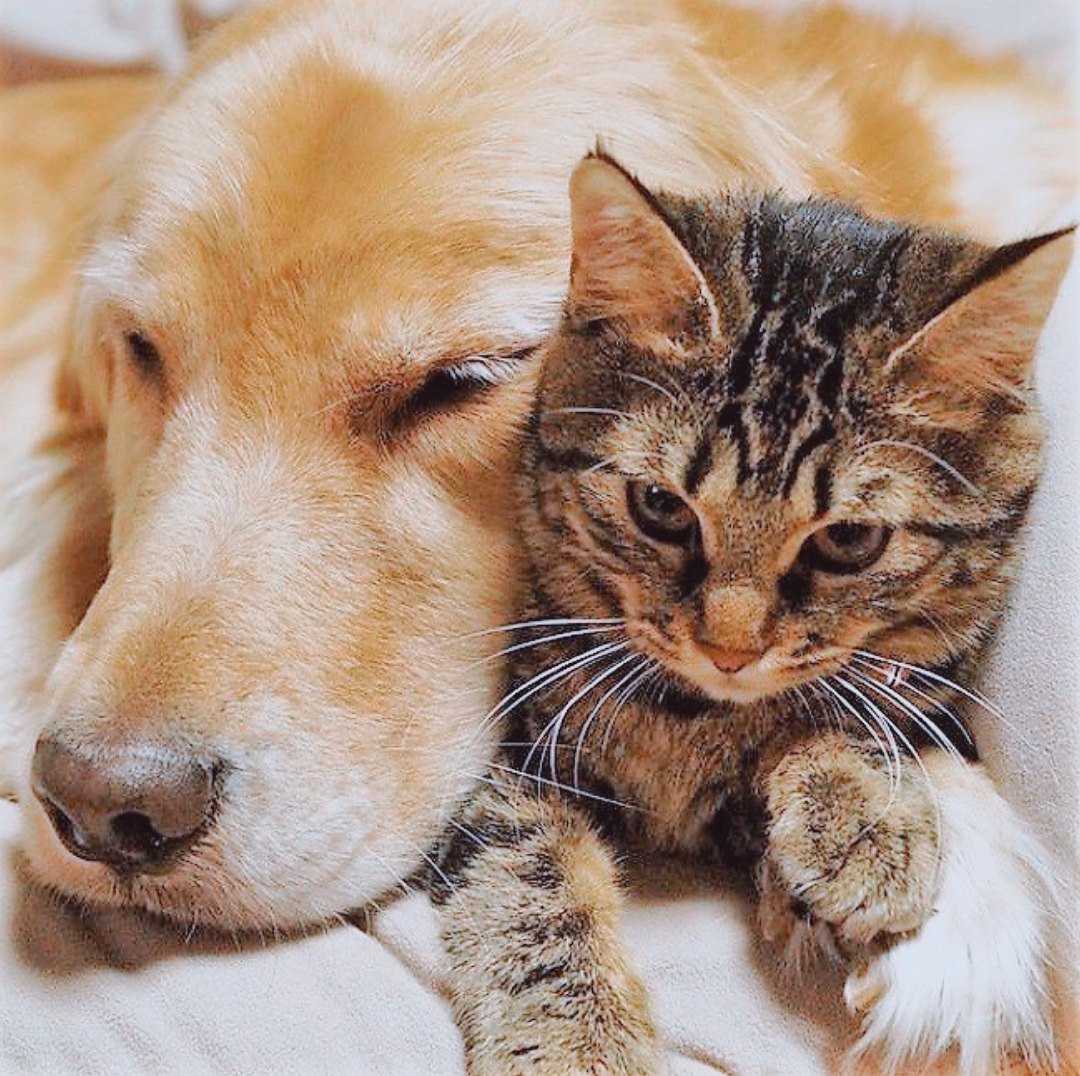 Бордер колли в упряжке