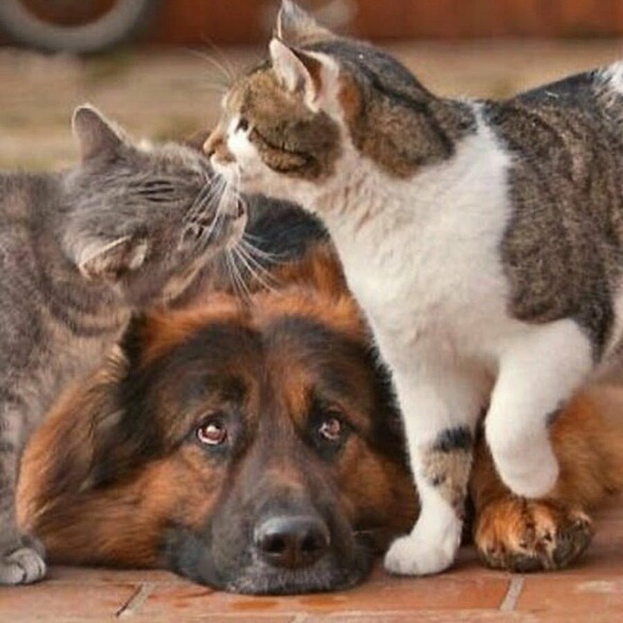 Корги и кот