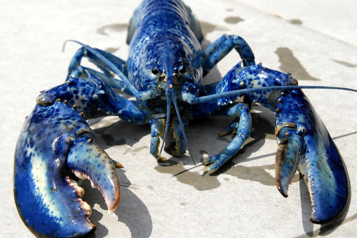 Мечехвост добыча крови