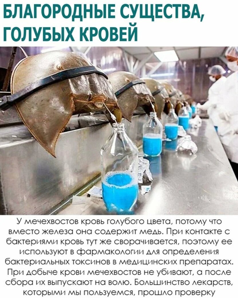 Американский Омар (лобстер)