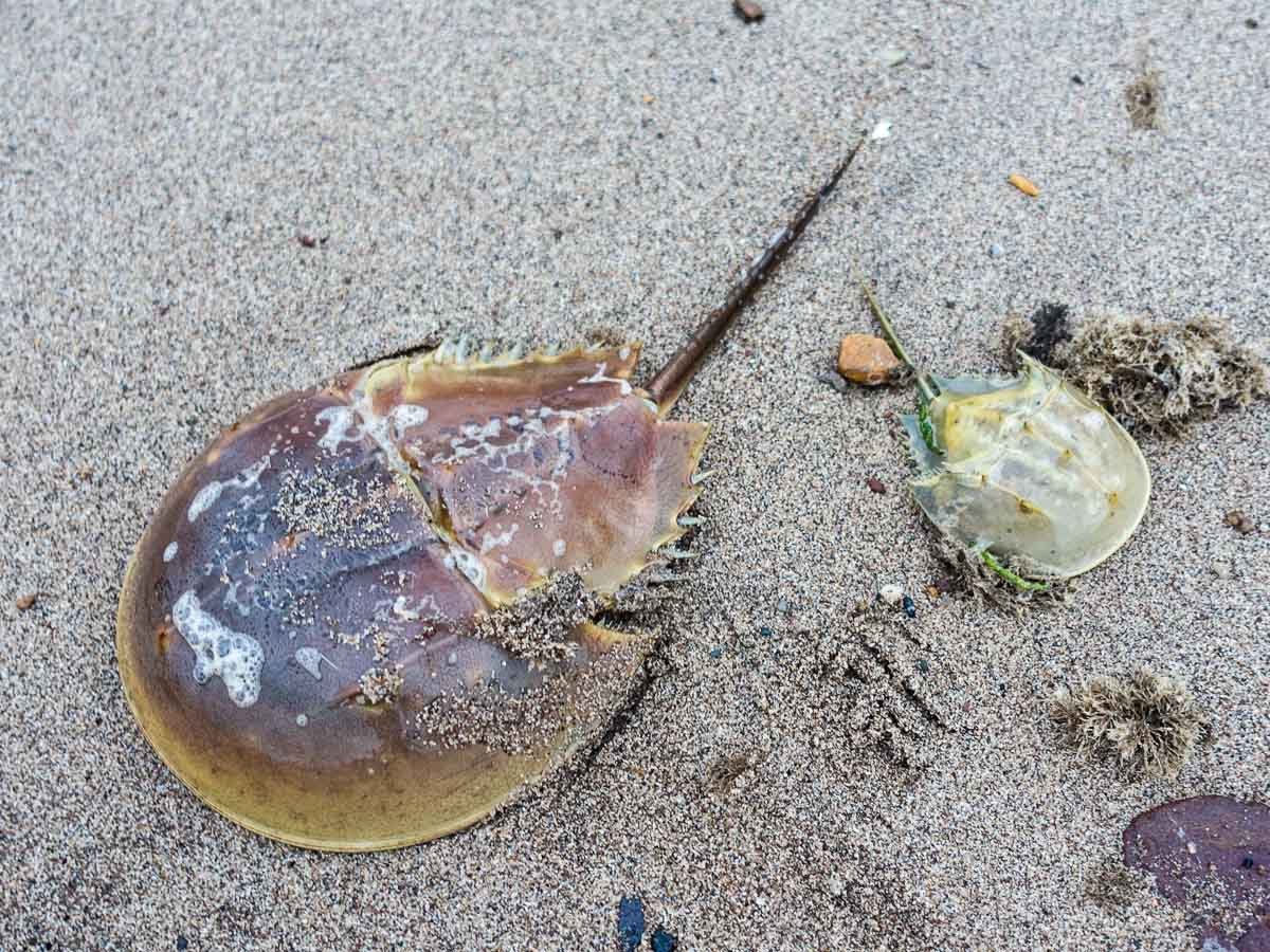 Лягушка Арлекин Коста Рика