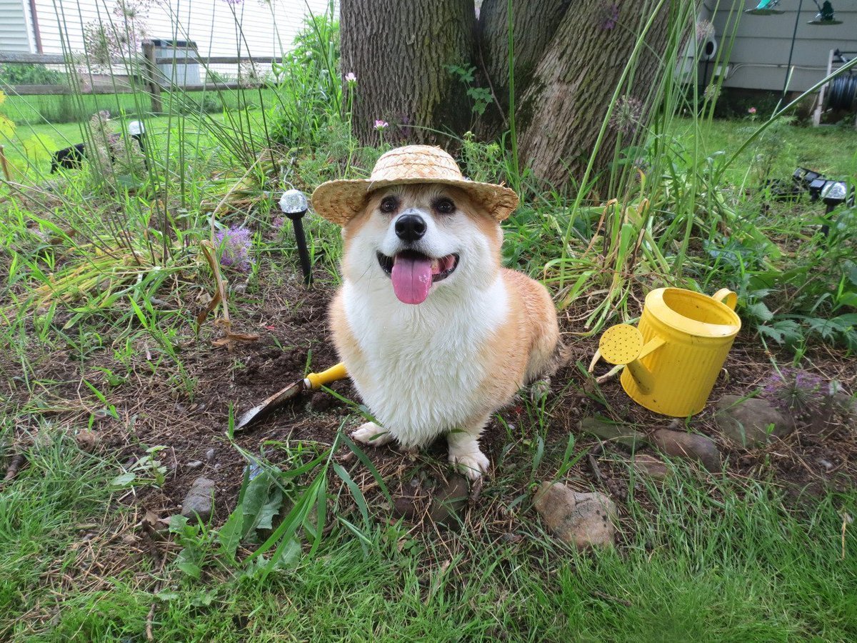 Питомцы на даче