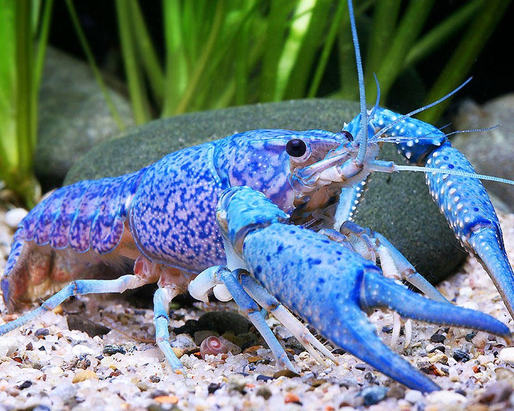 Древнее существо с голубой кровью