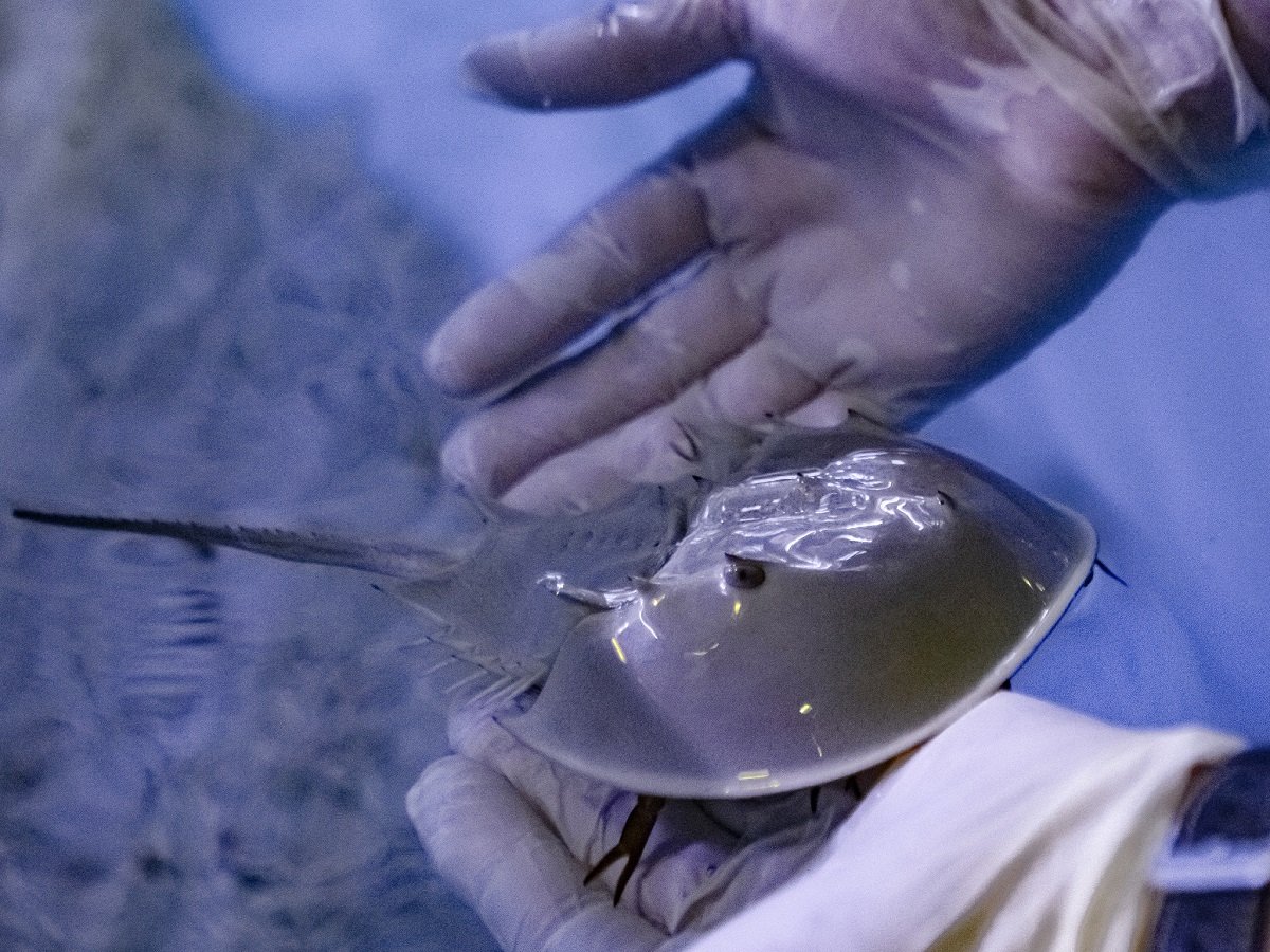 Животные голубого цвета