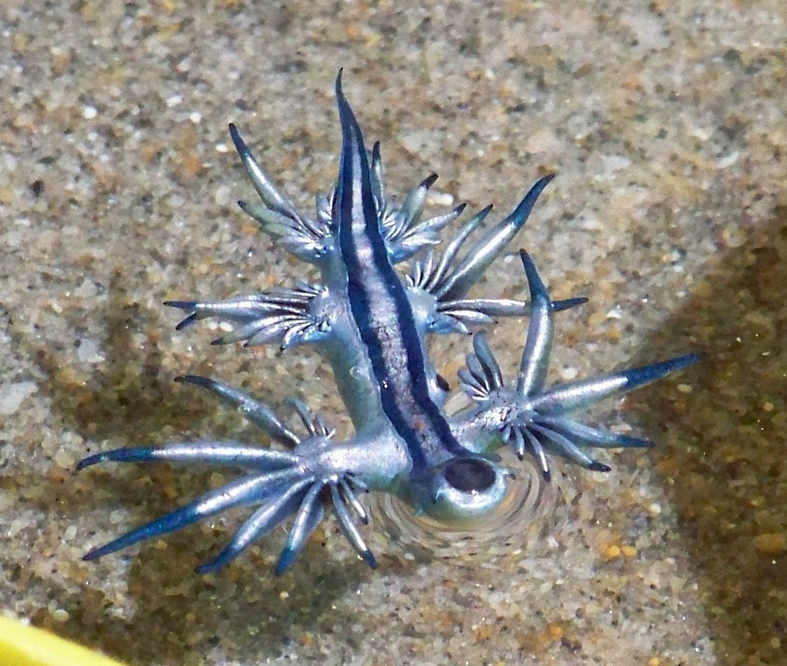 Blue Bottle медуза