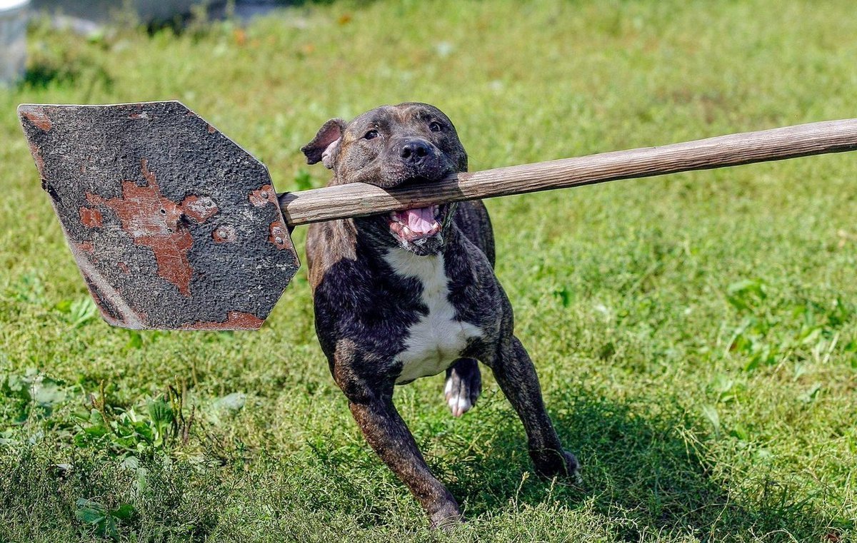 Собака с лопатой