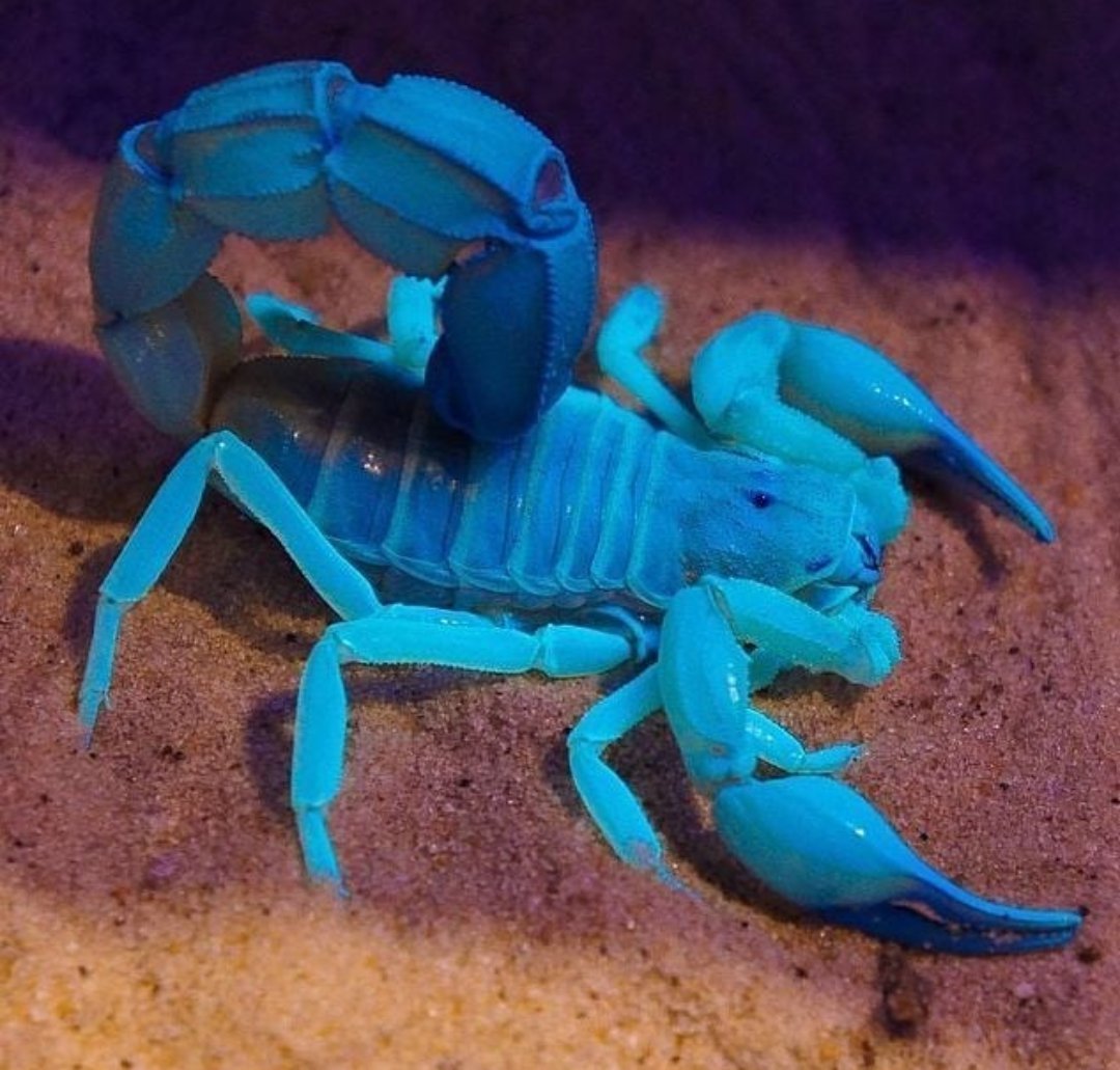 Головоногие моллюски голубая кровь