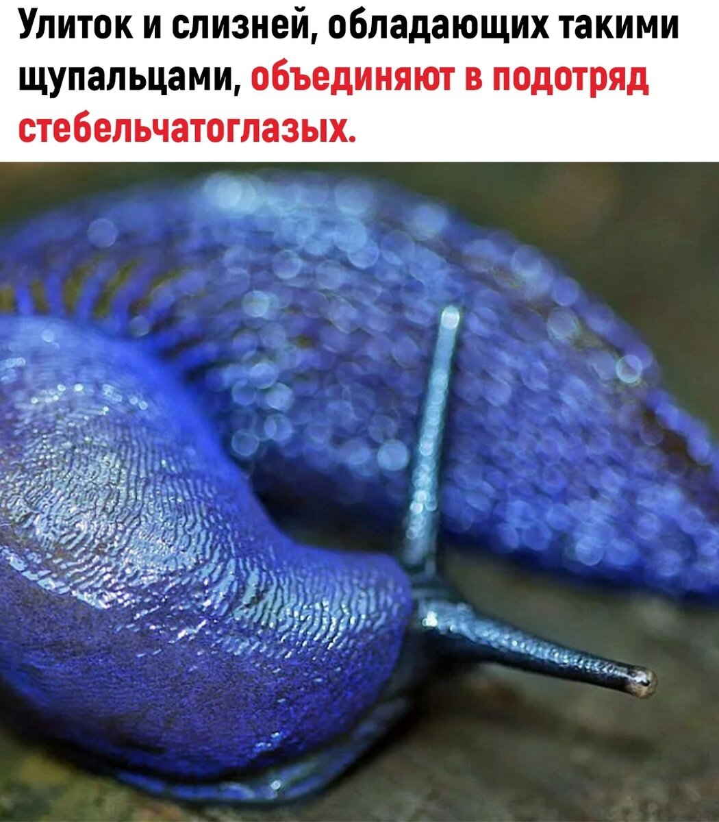 Животные с человеческими глазами