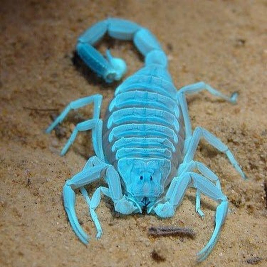 Стэн Джонс аргирия