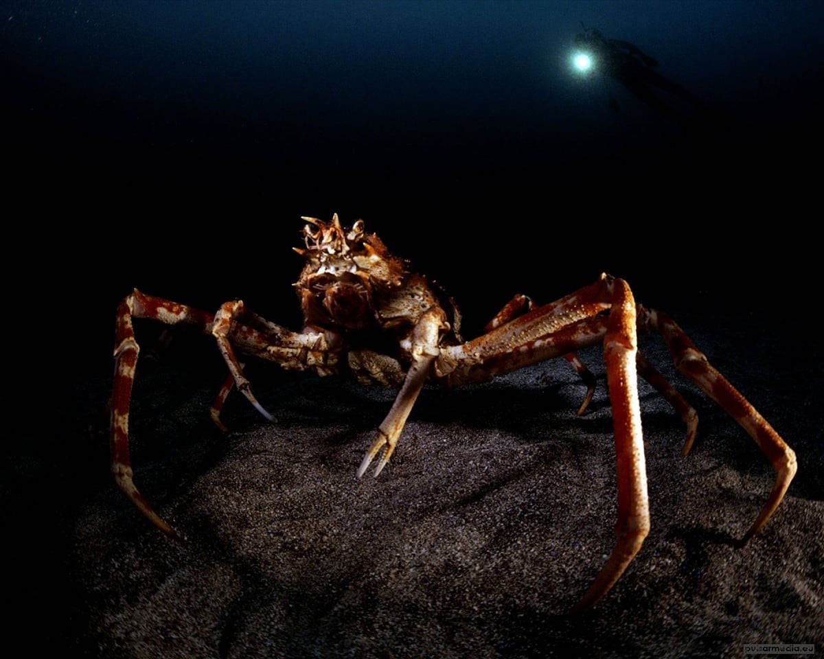 Морской паук гигант