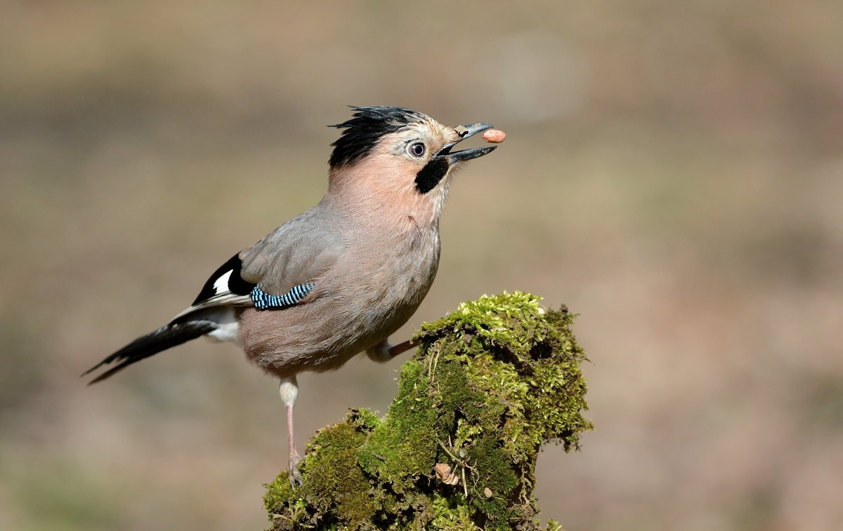 Оседлые виды птиц