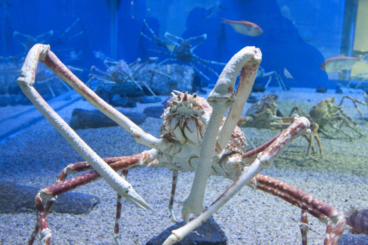 Краб-паук гигантский Австралия