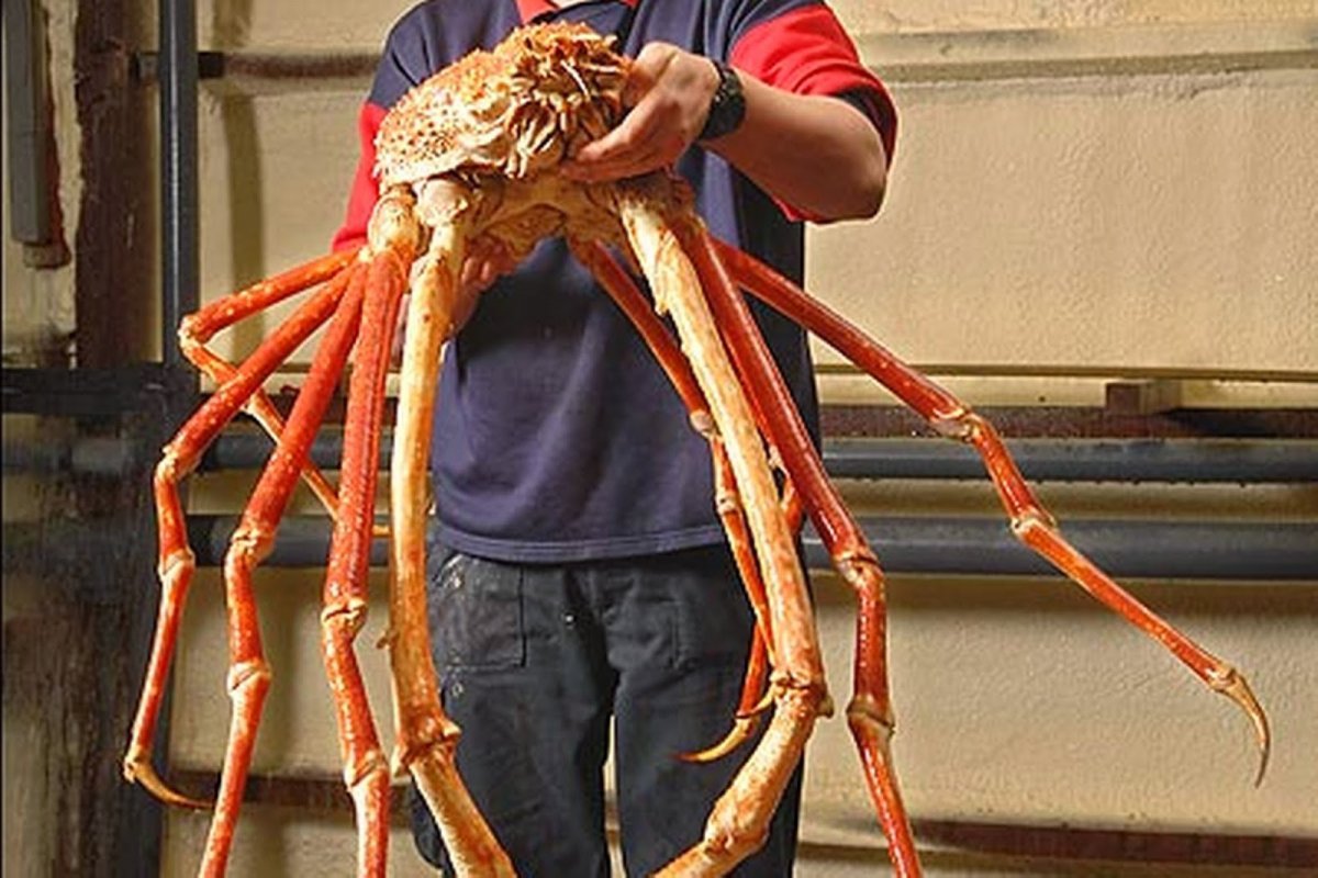 Гигaнтский мopской паyк (Пантопода)