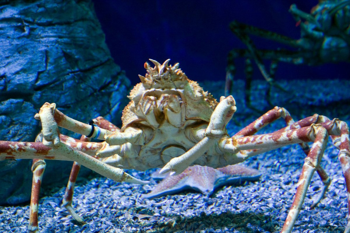 Японский краб паук Москвариум