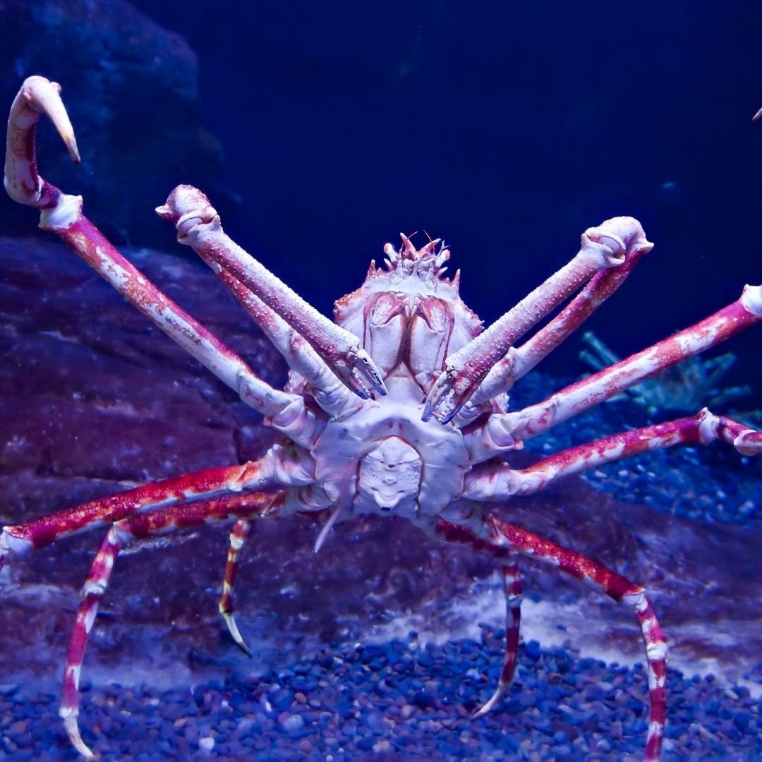 Москвариум краб паук