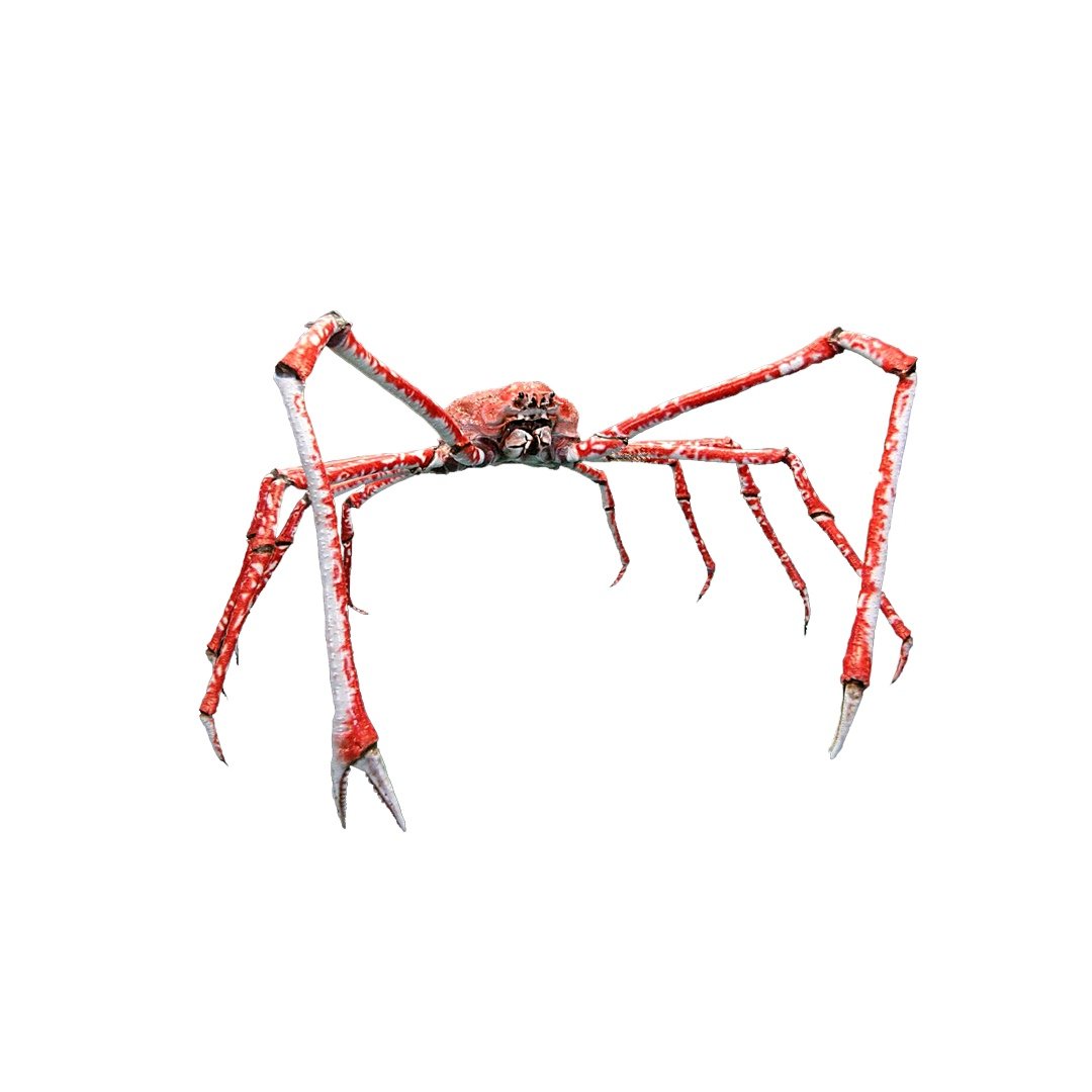 Загадка про краба для детей 6-7 лет