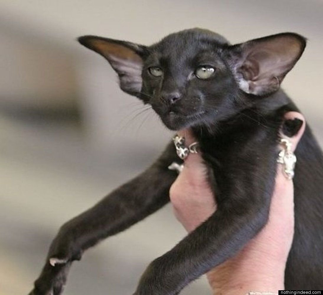 Ориентал страшный