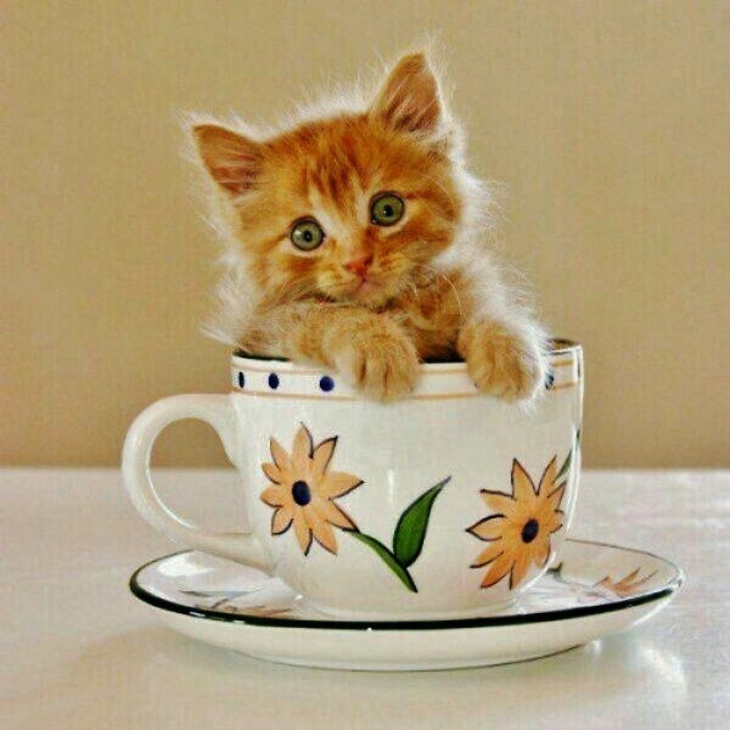 Картинки с котиками доброе утро с надписями. Доброе утро котенок. С добрым утром котенок. Доброе утро котятки. Доброе утро с кошками.