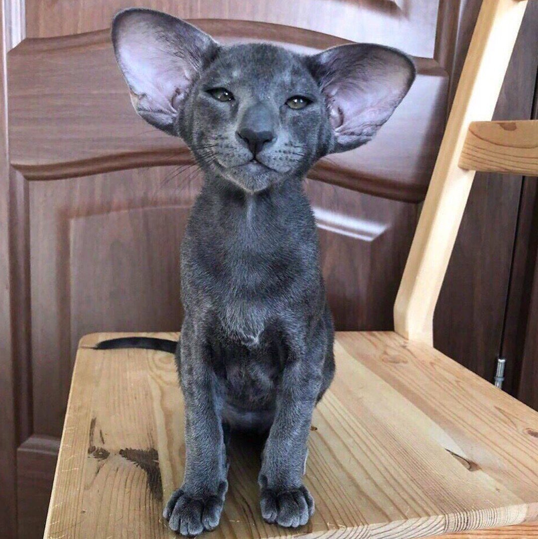 Ориентальная кошка Гавана