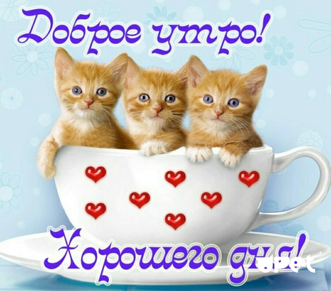 Пожелания с добрым УТ Р М