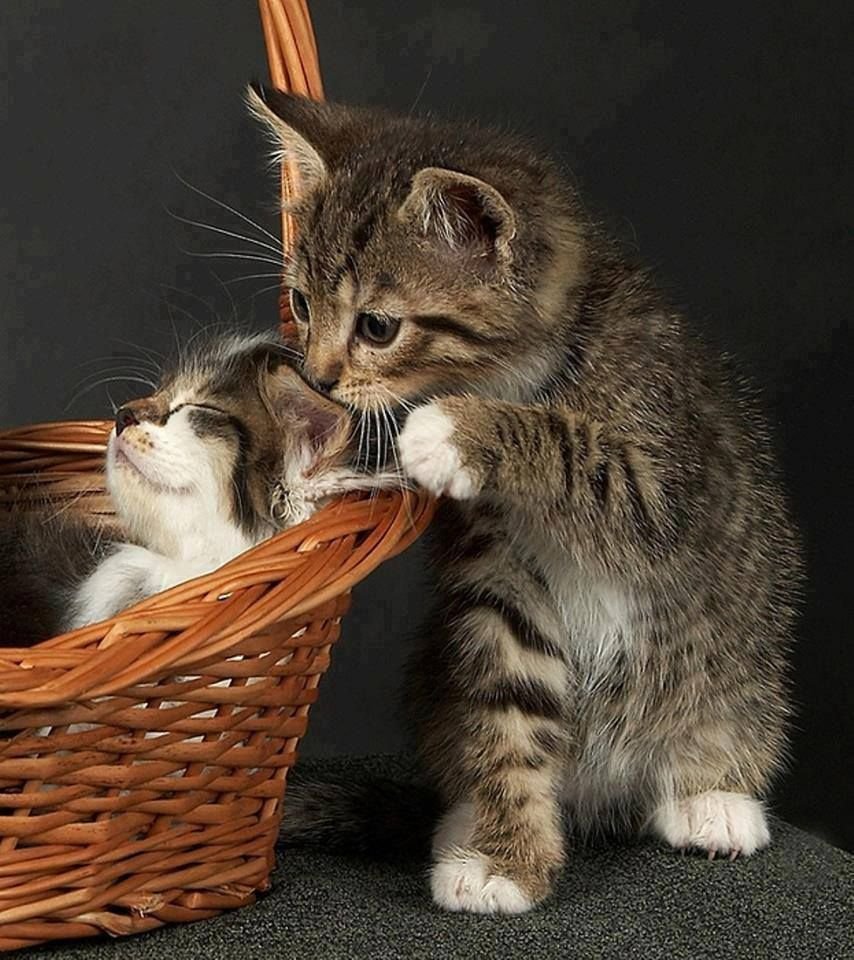 Доброе утро котятки