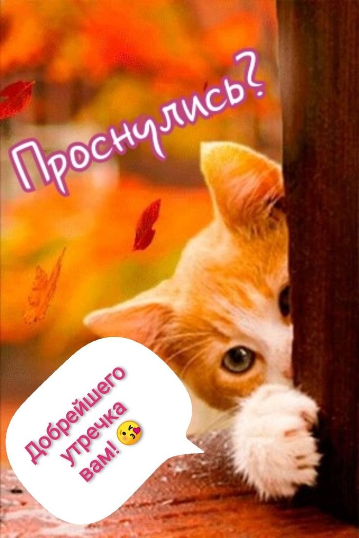 Рыжий котенок осень