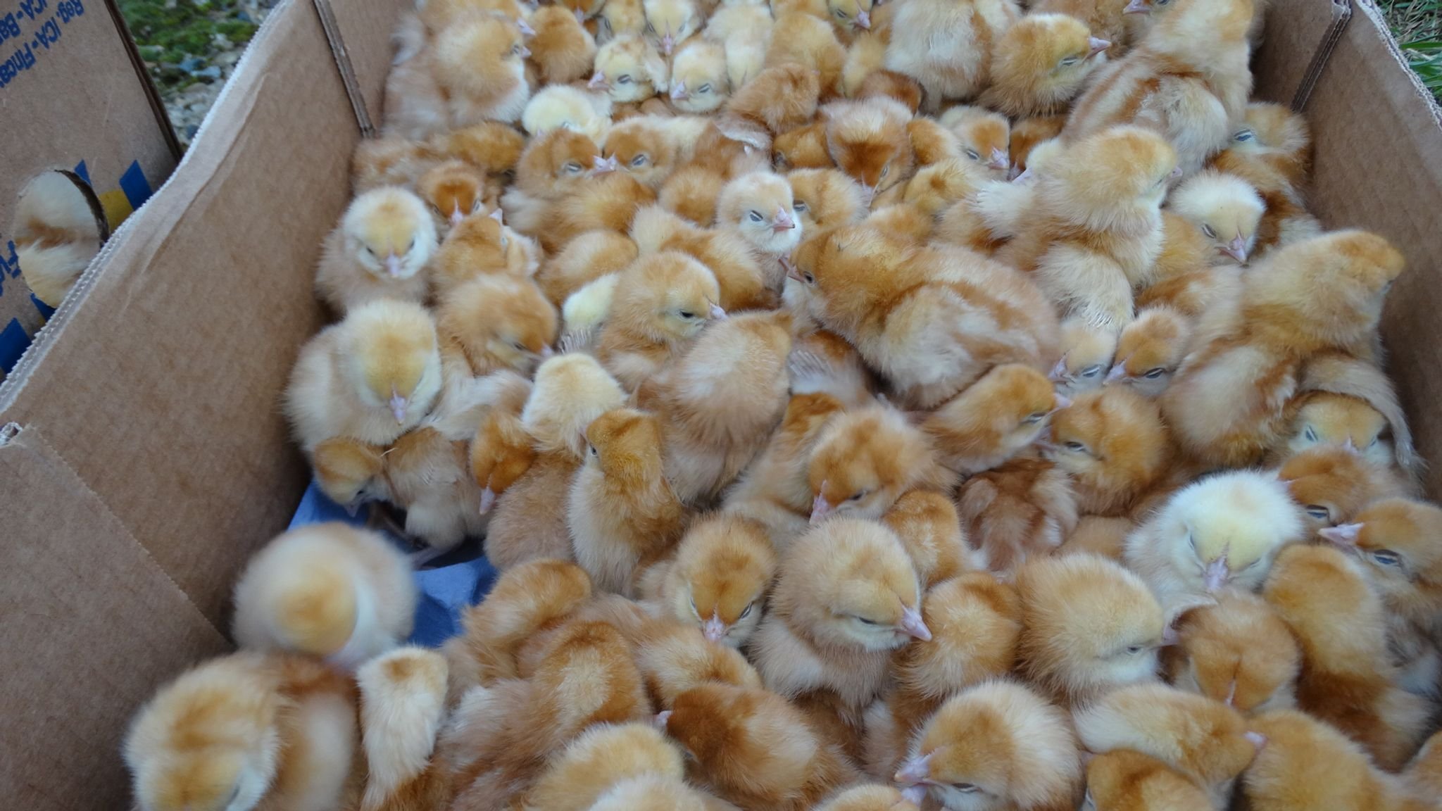 К чему снятся мертвые куры. Цыплята Ломан Браун. Много цыплят. 1000 Цыплят. Фото суточных цыплят.