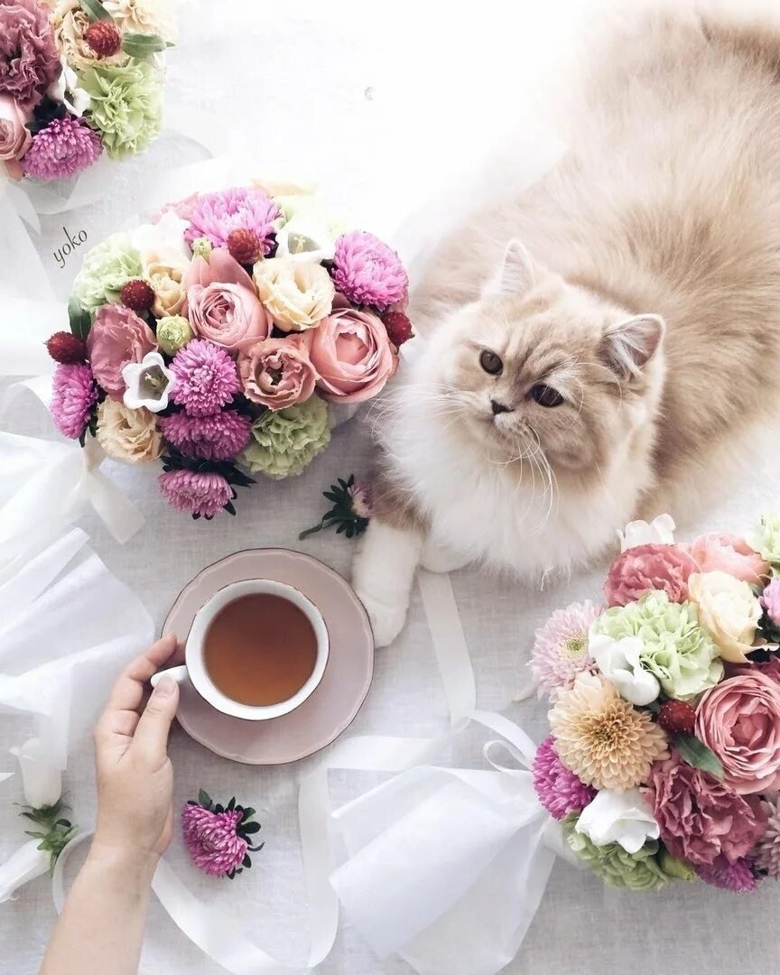 Доброе утро котенок