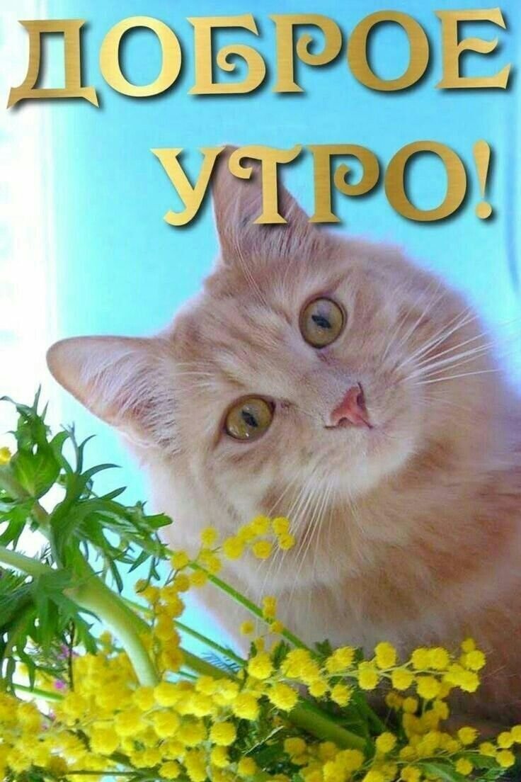 Весенние котики с добрым утром