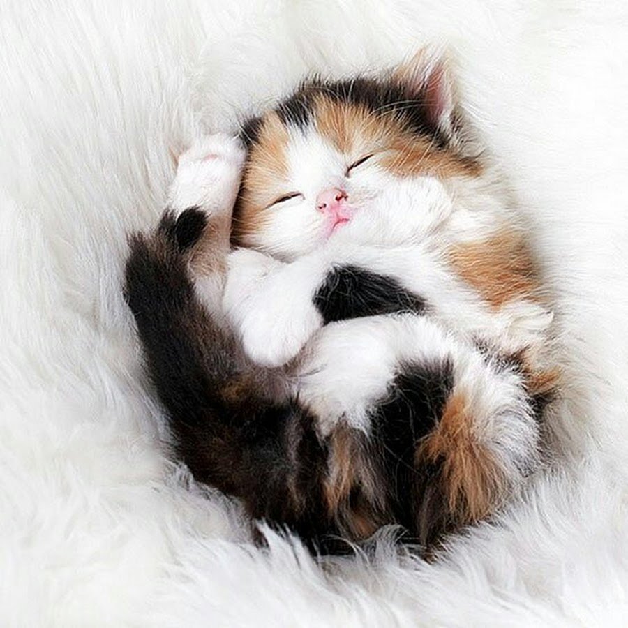 Спящие котята