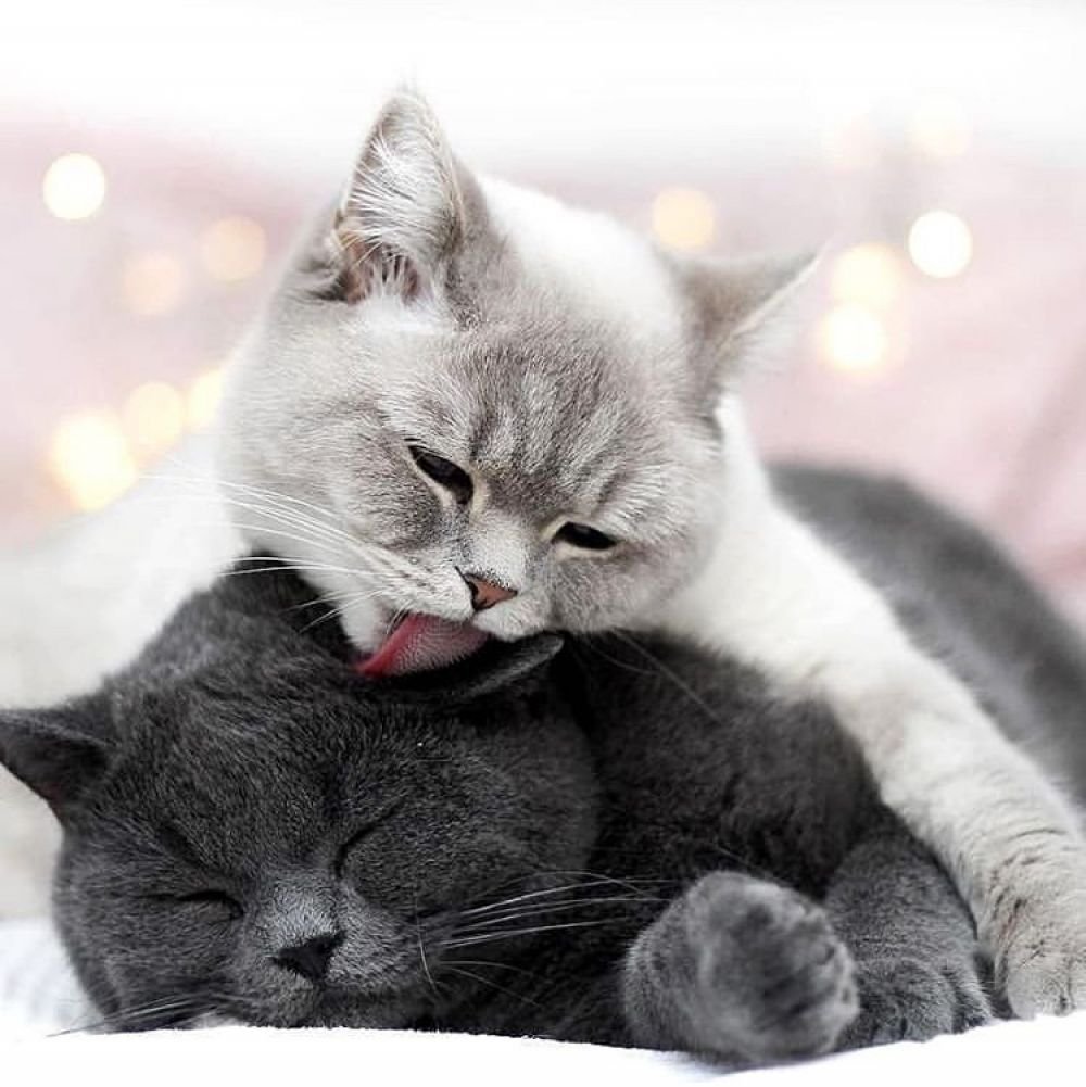 Доброе утро любимый котик