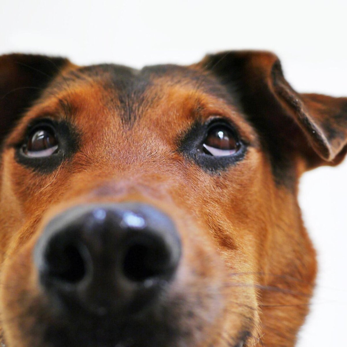 Глаза собаки