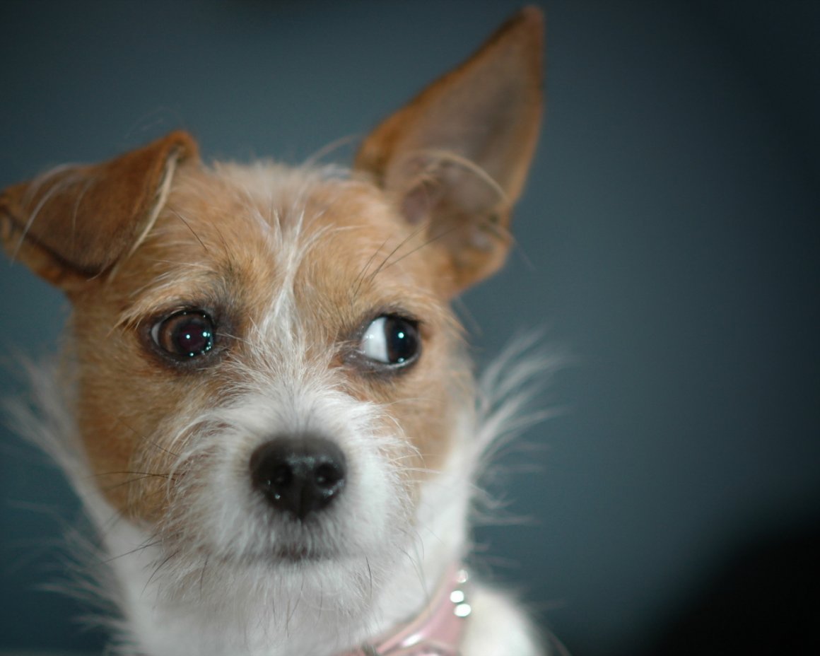 Взгляд собаки