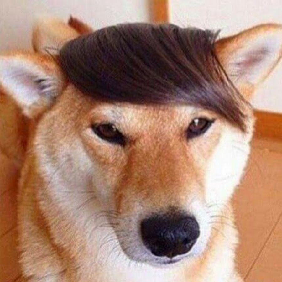 Собака с челкой на глазах