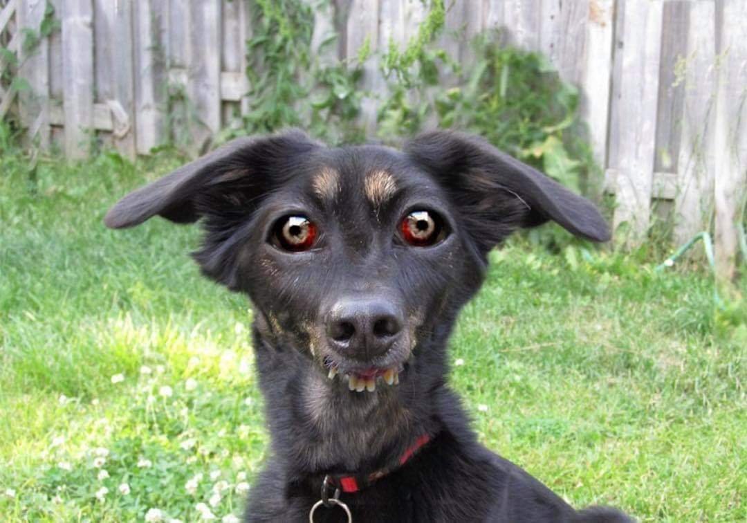 Бойцовский Мопс