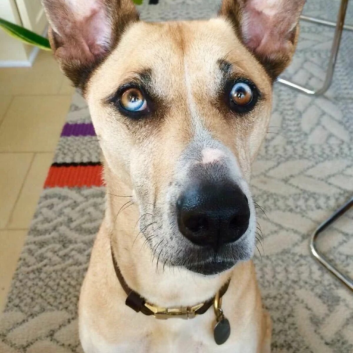 Собаки с гетерохромией