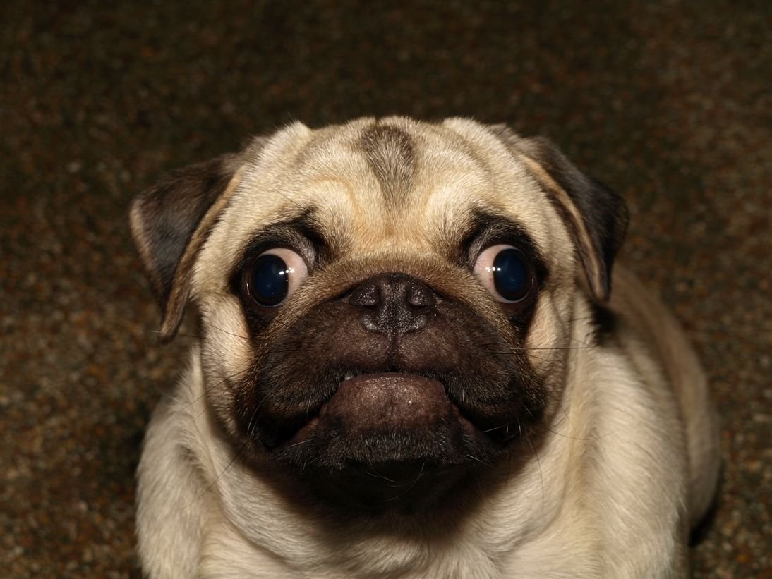 Мопс АМОГУС