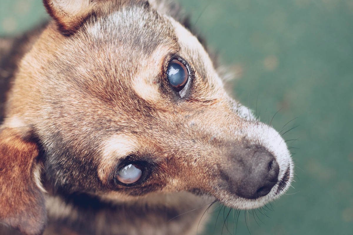 Бельмо на глазу у собаки лечение