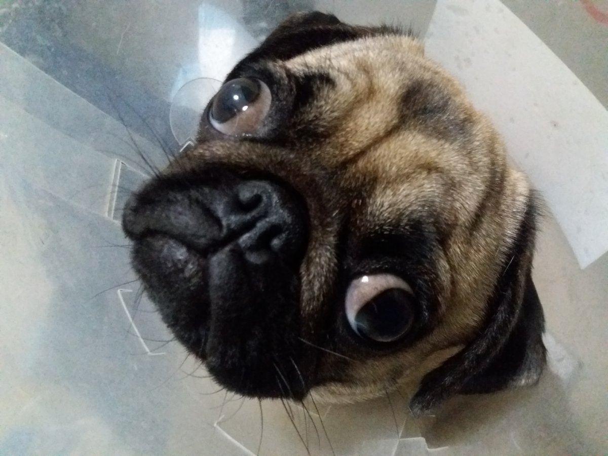 Мопс Пучеглазый