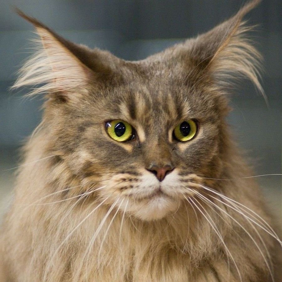 Мейн кун бобтейл