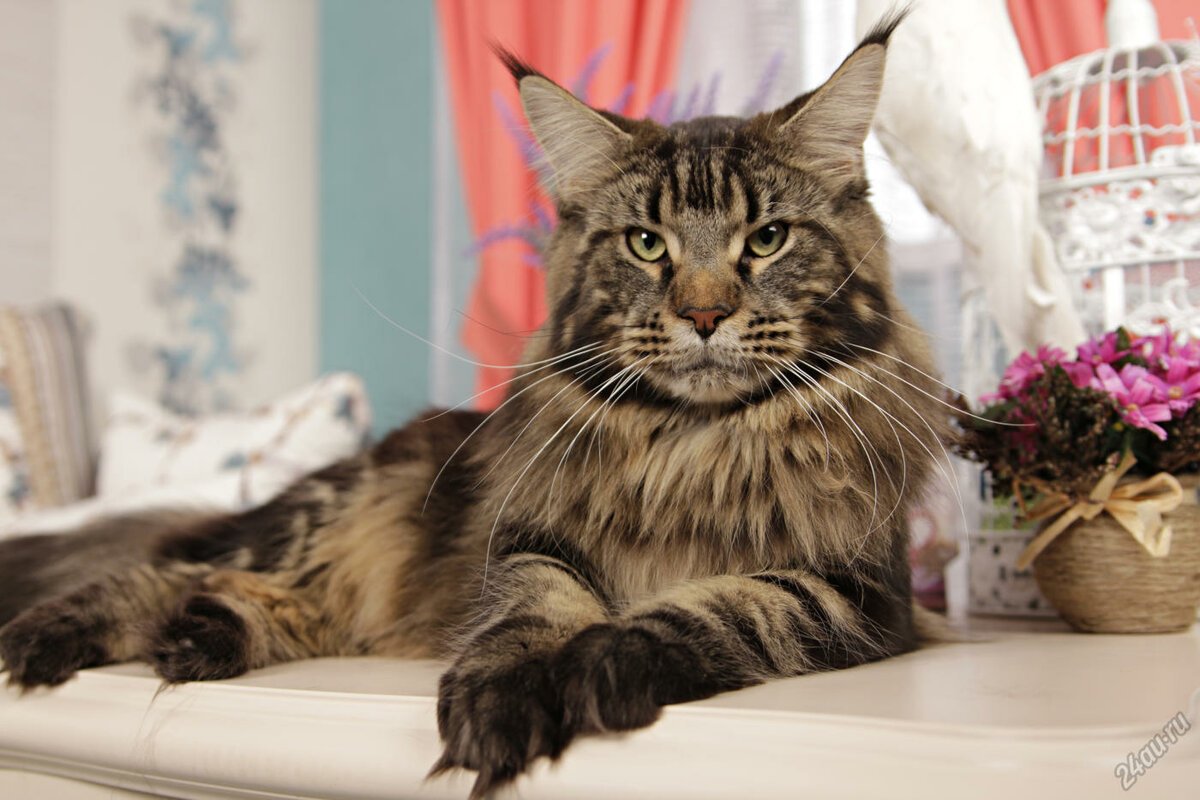 Котята породы Мейн кун