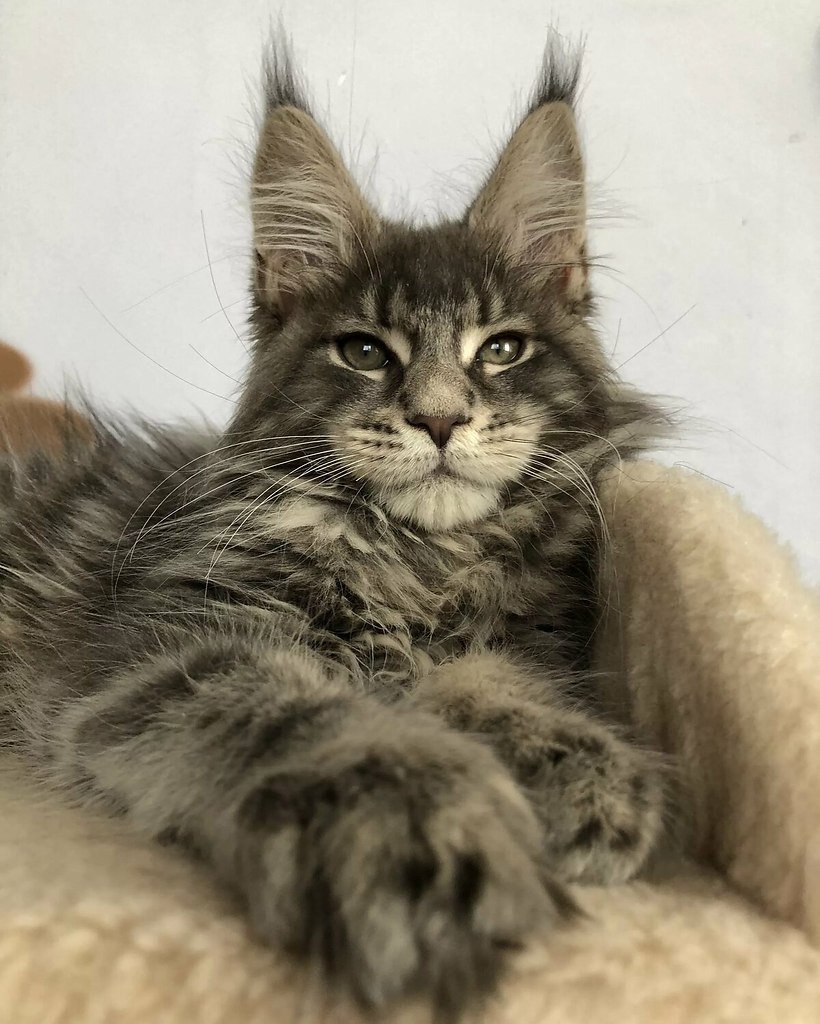 Коты Мейн куны