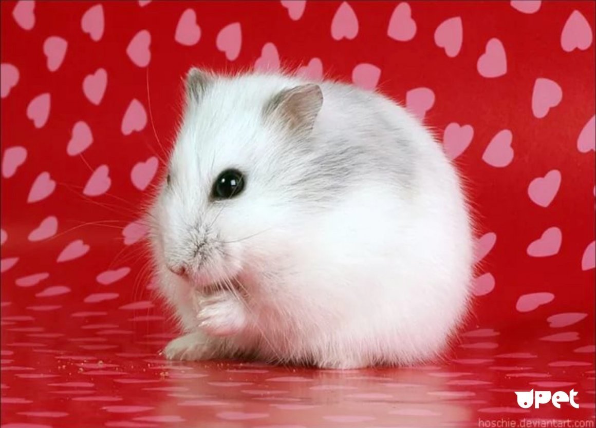 Хома Хома хомячок