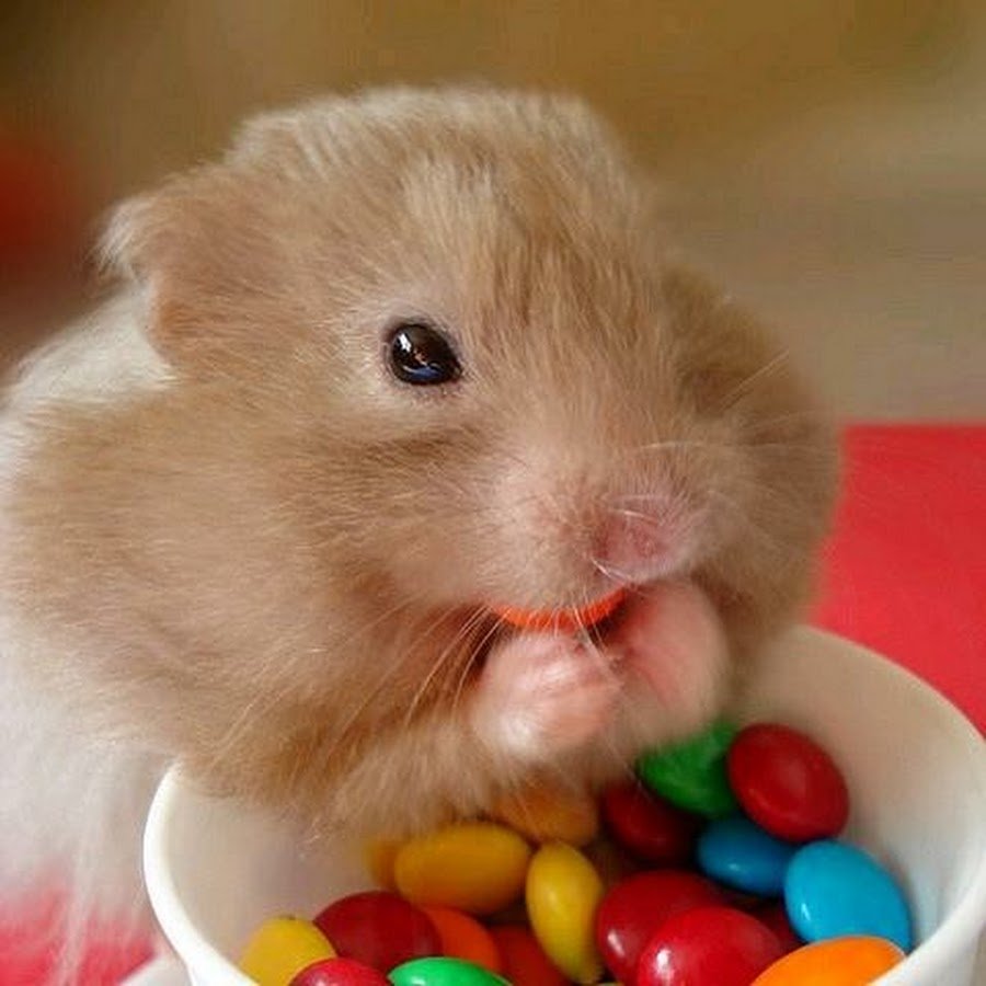 Милые хомяки