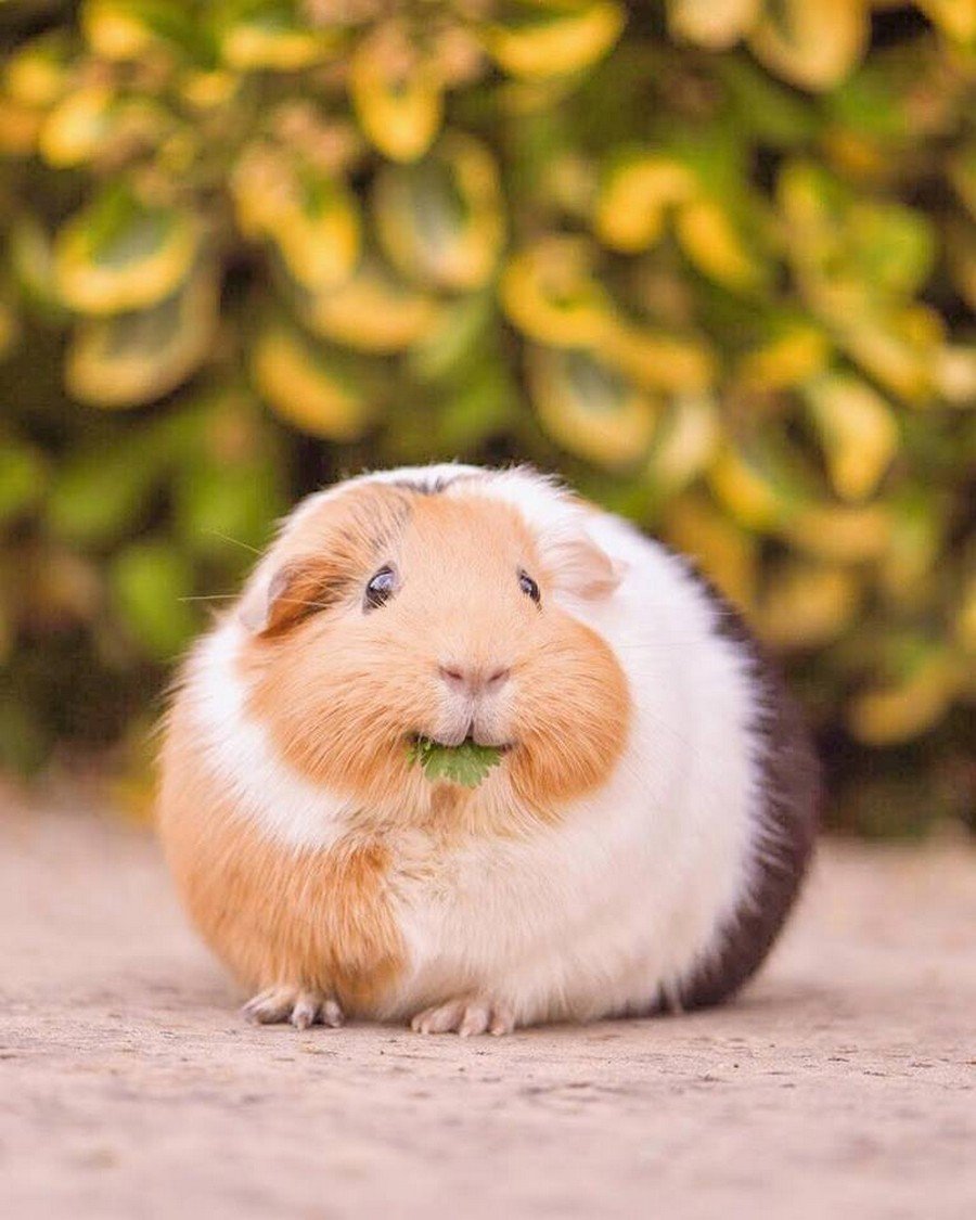 Морская Свинка БУБУ