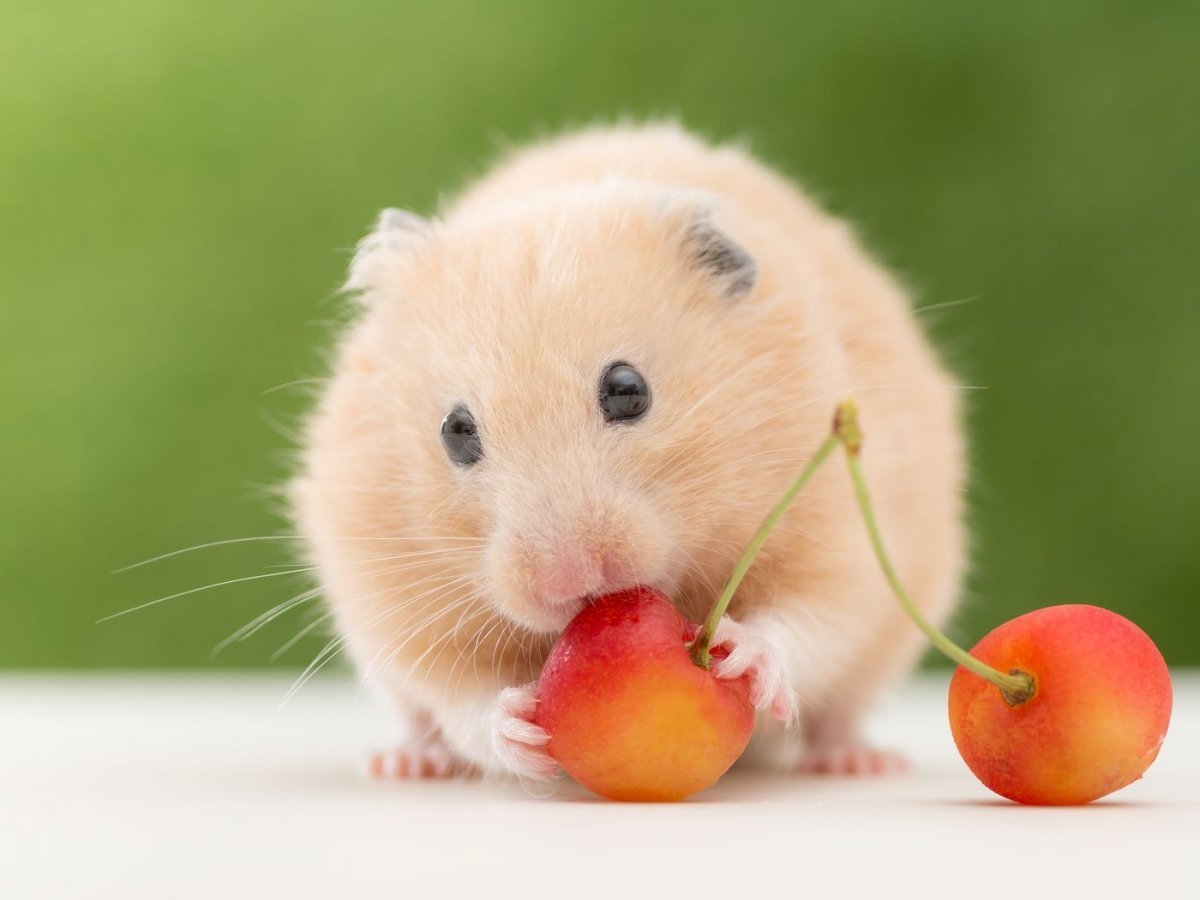 Милый хомячок