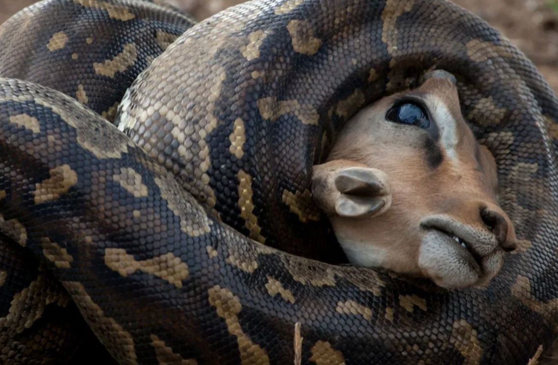 Африканский иероглифовый питон