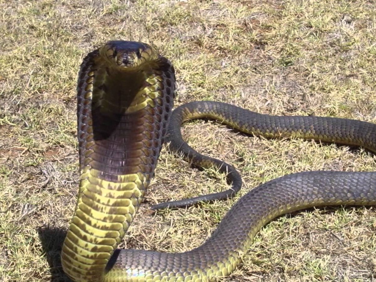 Мангуст против королевской кобры