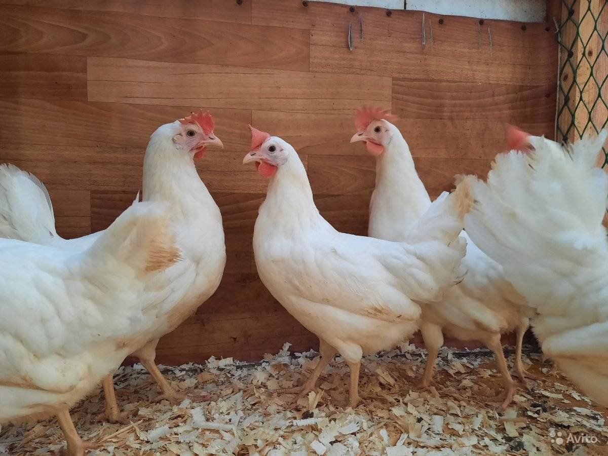 Куры Леггорн Браун